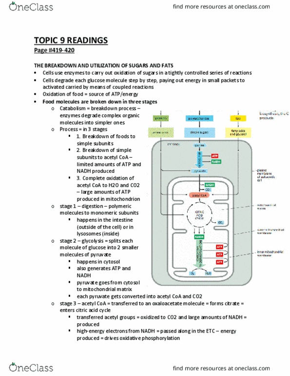 Biochemistry 2280A Chapter Notes - Chapter Topic 9: Acetyl-Coa, Oxidative Phosphorylation, Mitochondrial Matrix thumbnail